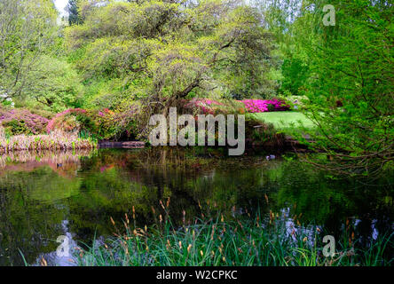 Woodland stagno circondato dal verde delle foglie, alberi, erbe e arbusti in fiore in primavera a Isabella Plantation in Richmond Park, Londra, Inghilterra. Foto Stock