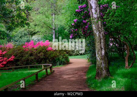 Un percorso curvo, ringhiera in legno, erba, alberi & viola, rosa e fiori di colore rosso con cespugli verdi. La molla a Isabella Plantation, Richmond Park, Londra. Foto Stock