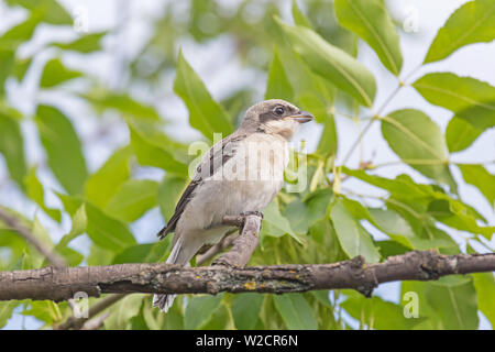 Close up red-backed shrike annidata seduto sul ramo di albero Foto Stock