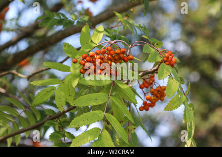 Close up di bacche selvatiche appeso a un albero da Sorbus aucuparia, comunemente chiamato rowan e ceneri di montagna Foto Stock