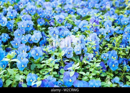 Blue Pansies crescente nella primavera del giardino. Luminose Viola tricolore di fioritura. Bellissimo Campo dei Fiori, colorato sfondo floreale di messa a fuoco selettiva Foto Stock