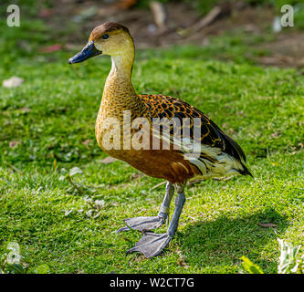 West Indian sibilo Duck a Slimbridge Foto Stock