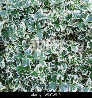 Sfondo naturale. Euonymus fortunei Emerald Gaiety con verde e foglie di colore bianco Foto Stock