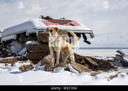 Un close-up di un pastore kirghiso cane su pietre circondato da neve. Viaggiare in Kirghizistan. Foto Stock