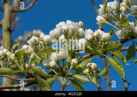 Blossom su un frutteto pear tree contro il cielo blu in primavera, le foglie verdi sono solo lo sviluppo, Berkshire, Aprile Foto Stock