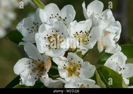 Blossom on an orchard pear tree on a fine spring day, the green leaves are just developing, Berkshire, April Foto Stock