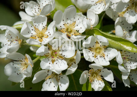 Blossom su un frutteto pear tree in una bella giornata di primavera, le foglie verdi sono solo lo sviluppo, Berkshire, Aprile Foto Stock