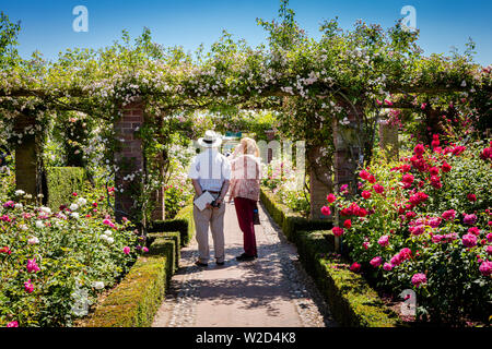 David Austin Roses, persone che acquistano piante di rose. Foto Stock