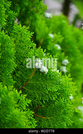 Cedrus tree per decorazioni al giardino botanico in giorno d'estate. Foto Stock