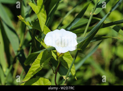 Close up Calystegia sepium (ex Convolvulus sepium) nomi comuni sono hedge centinodia, Rutland bellezza, bugle vine, celeste trombe, bellbind, Foto Stock