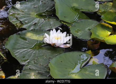 Close up Nymphaea alba, noto anche come il bianco europeo giglio di acqua o acqua bianca rose Foto Stock