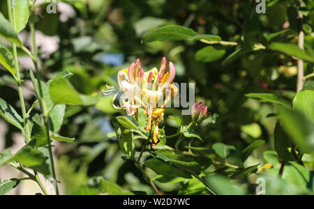 Close up Lonicera periclymenum fiore, nomi comuni caprifoglio, caprifoglio comune, europea caprifoglio o woodbine, fioritura nella stagione estiva Foto Stock