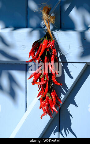 Secchi peperoncino rosso appeso sul blu porta dipinta, valle del Lot, Francia Foto Stock