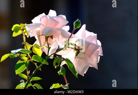 Grandi le rose rosa contro uno sfondo scuro, valle del Lot, Francia Foto Stock