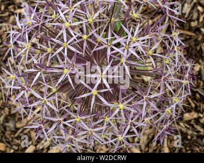 Una chiusura di parte della viola chiaro seedhead di Allium cristophii Foto Stock