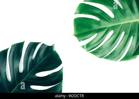 Due giungla tropicale foglie di monstera isolati su sfondo bianco. Foto Stock