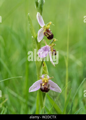 Una chiusura dei fiori del bee orchid Ophrys apifera Foto Stock