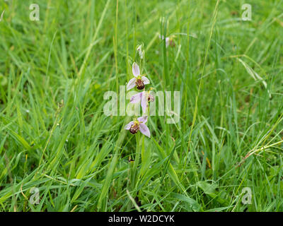 Un unico bee orchid Ophrys apifera nel lungo erba di prato Foto Stock