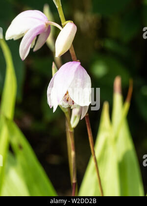 Un singolo gambo di fiore di hardy orchid Bletilla Penway Rainbow Foto Stock