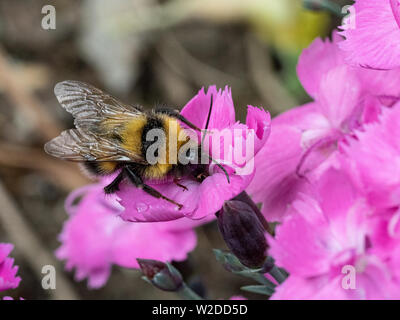 Una chiusura di un giardino Bumble Bee alimentazione su una rosa Dianthus fiorisce Foto Stock