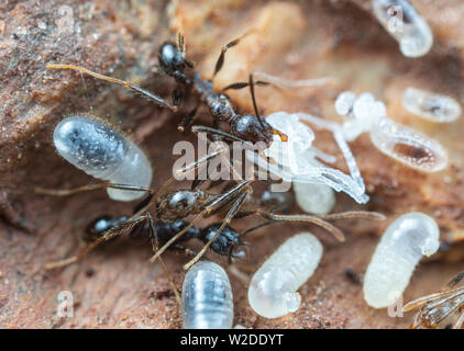 All'interno di un nido di Pheidole grande capo-formiche, con le pupe, le larve e le uova, sotto una roccia in Australia tropicale Foto Stock