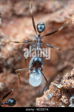 All'interno di un nido di Pheidole grande capo-formiche, con le pupe, le larve e le uova, sotto una roccia in Australia tropicale Foto Stock