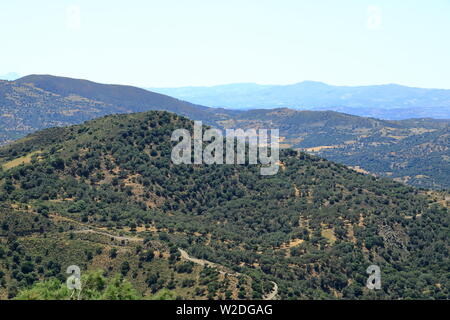 Le piantagioni di olive in Creta, Grecia in Europa Foto Stock