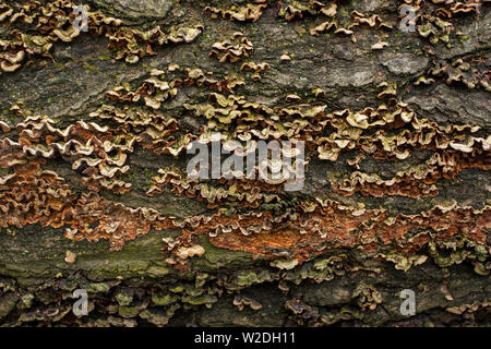 Staffa funghi che crescono su di un registro di caduti. Foto Stock