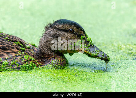 Un germano reale (Anas platyrhynchos) anatroccolo dedicarmi tra lenticchie d'acqua su un laghetto, copertura stessa nel processo Foto Stock