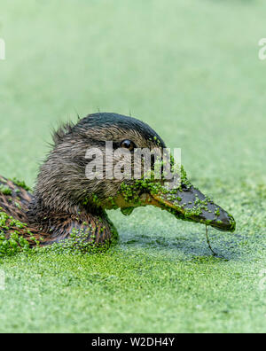 Un germano reale (Anas platyrhynchos) anatroccolo dedicarmi tra lenticchie d'acqua su un laghetto, copertura stessa nel processo Foto Stock