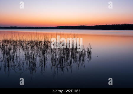 Pacifico e colorato tramonto sul Lago Kellersee con reed in primo piano, Schleswig-Holstein, Germania settentrionale