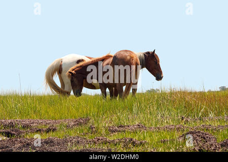 Cavalli selvaggi; animali; la fauna selvatica; ritratto, erba selvatica, Assateague Island National Seashore; USA; Berlino; MD; Maryland; estate; orizzontale Foto Stock