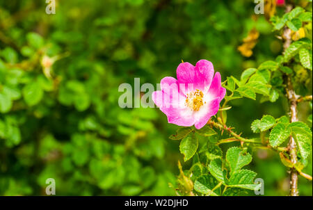 Macro closeup di una rosa rosa giapponese in fioritura, popolare giardino ornamentali piante, sullo sfondo della natura Foto Stock