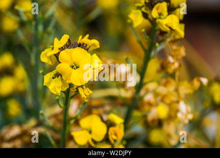 Macro closeup di un cluster di giallo wallflowers in Bloom, popolare giardino coltivato impianto dall Europa, sullo sfondo della natura Foto Stock