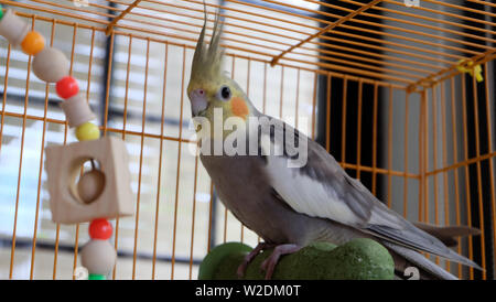 Un avviso cockatiel grigio in piedi su un pesce persico all'interno di una gabbia, guardando la telecamera. Un uccello giocattolo è visibile sulla sinistra. Foto Stock