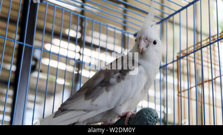 Di fronte bianco pied cockatiel in piedi su un pesce persico all'interno di una gabbia, affacciati e guarda direttamente la fotocamera. Foto Stock