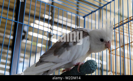 Di fronte bianco pied cockatiel in piedi su un pesce persico all'interno di una gabbia. Il suo dorso leggermente curvò, e la sua espressione sembra che si è arrabbiato o evidenti. Foto Stock