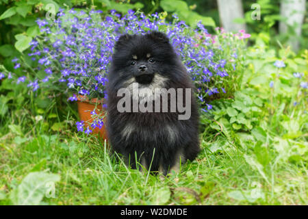 Little Black cucciolo Spitz camminare sull'erba verde Foto Stock