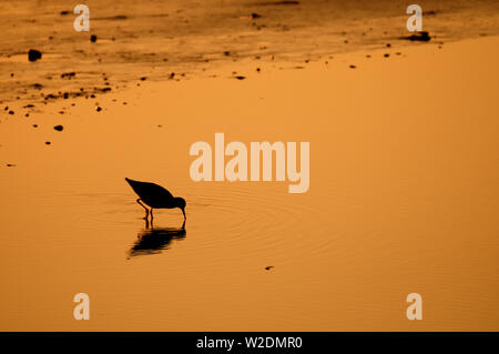 Silhouette nera di uccello redshank Tringa totanus in bella luce del tramonto con la riflessione, Islanda Foto Stock