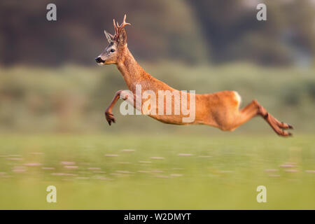 Il Roe Deer buck jumping elevata in estate la natura mentre corre veloce Foto Stock