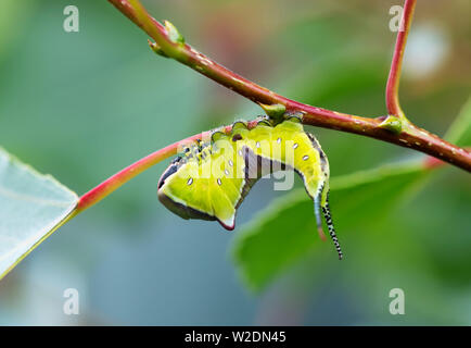 Larva del Puss Moth (Cerura vinula) in tipico "minaccioso" comportano che il bruco adotta quando disturbato Foto Stock