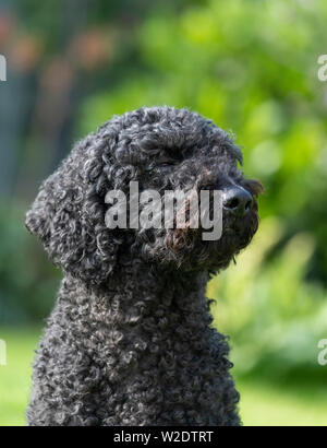 Colorati di nero Labradoodle seduta con gli occhi chiusi e cercando su un lato Foto Stock