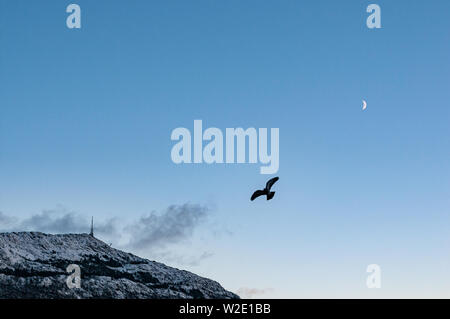 Un piccione volare attraverso un cielo blu con il monte Ulriken in background e un cresent moon. Foto Stock