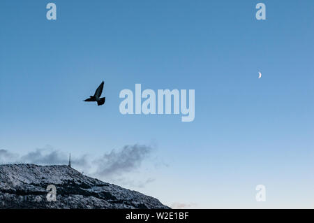 Un piccione volare attraverso un cielo blu con il monte Ulriken in background e un cresent moon. Foto Stock