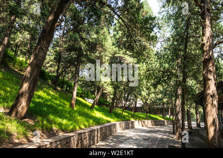 Vista dell'iconico bellissimi alberi e percorsi a piedi attraverso il verde dei parchi presso il Palazzo Estivo, un vasto insieme di laghi, giardini e palazzi in essere Foto Stock