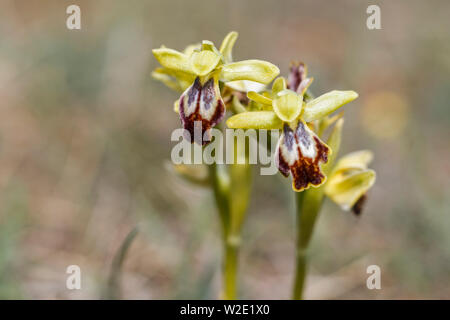 Wild Orchid (Ophrys forestieri) su un fuori fuoco sfondo naturale. Foto Stock