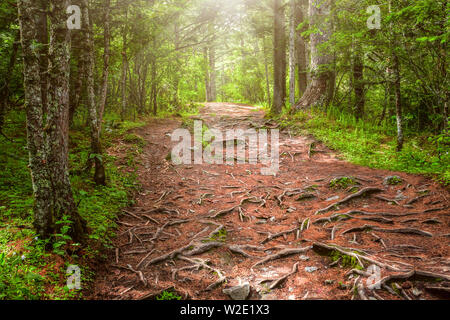 Alberi con grosse radici nella foresta sotto il sole in Nepal, Annapurna trekking Foto Stock