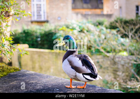 Un maschio (Drake) Mallard duck in piedi su una parete e guardare dritto verso la fotocamera. Foto Stock