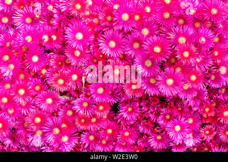 Lampranthus fiori con foglie succulente in piena fioritura. Sfondo di fiori Foto Stock