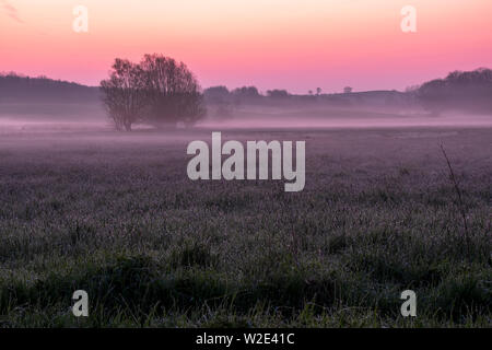 Salici su un campo di nebbia al colorato sunrise, Schleswig-Holstein Foto Stock